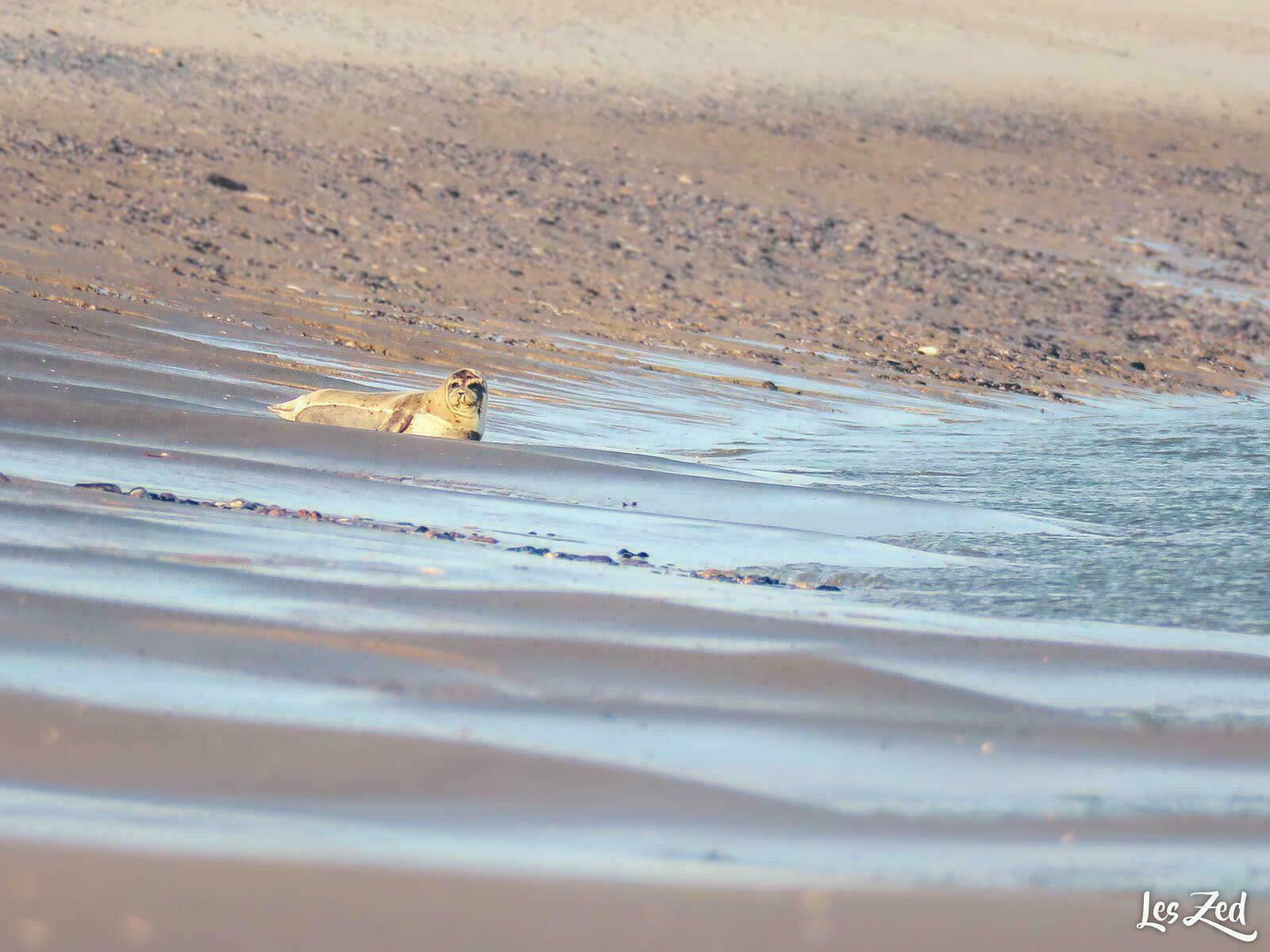 Animaux sauvages en France : phoque en Baie de Somme